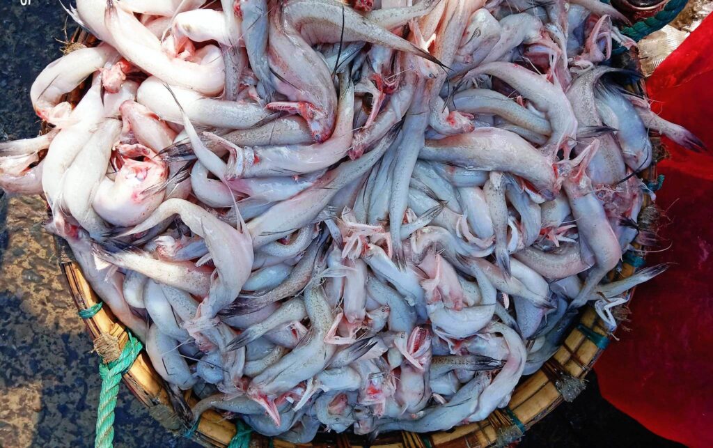 Bombay duck Fish (Bombil बोंबिल)