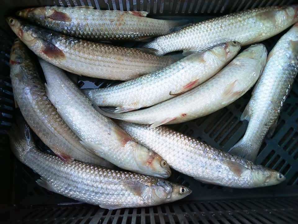 Grey Mullet Fish Market