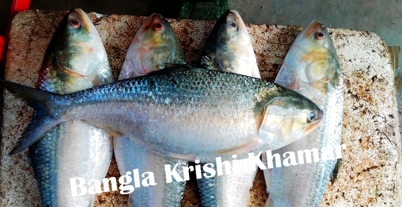 Hilsa-Fish