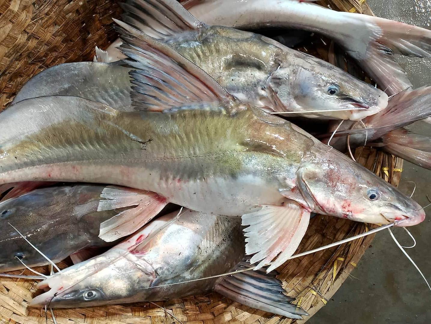 Singhara Fish Market