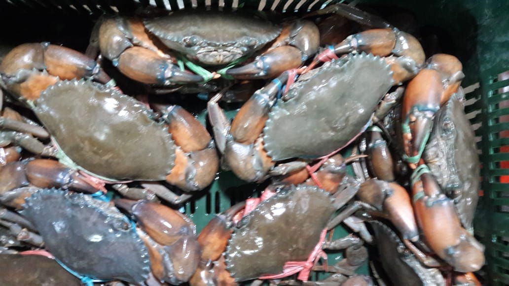 Mud Crab Market