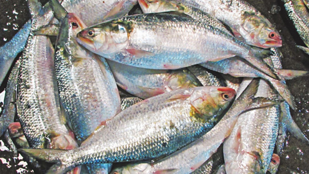 Hilsa Fish (Ilish) Market