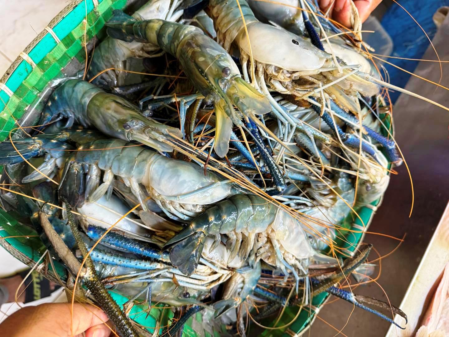 Scampi Prawns (मीठे पानी झींगा) Market