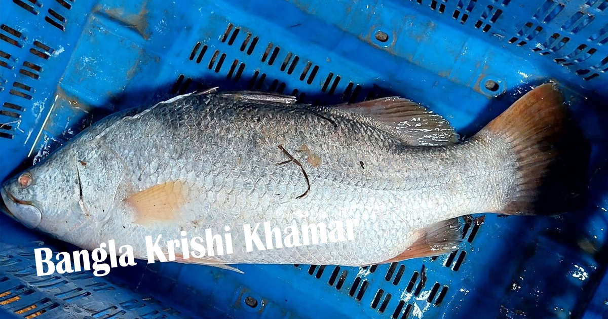 Fresh Bhetki Fish