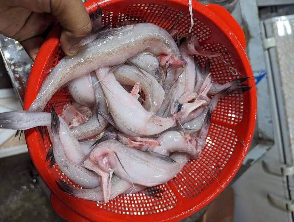 Fresh Bombay duck Fish