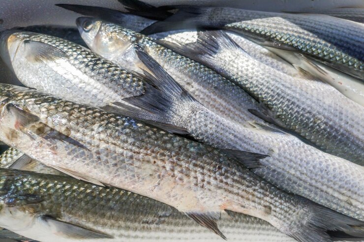 Fresh Grey Mullet Fish