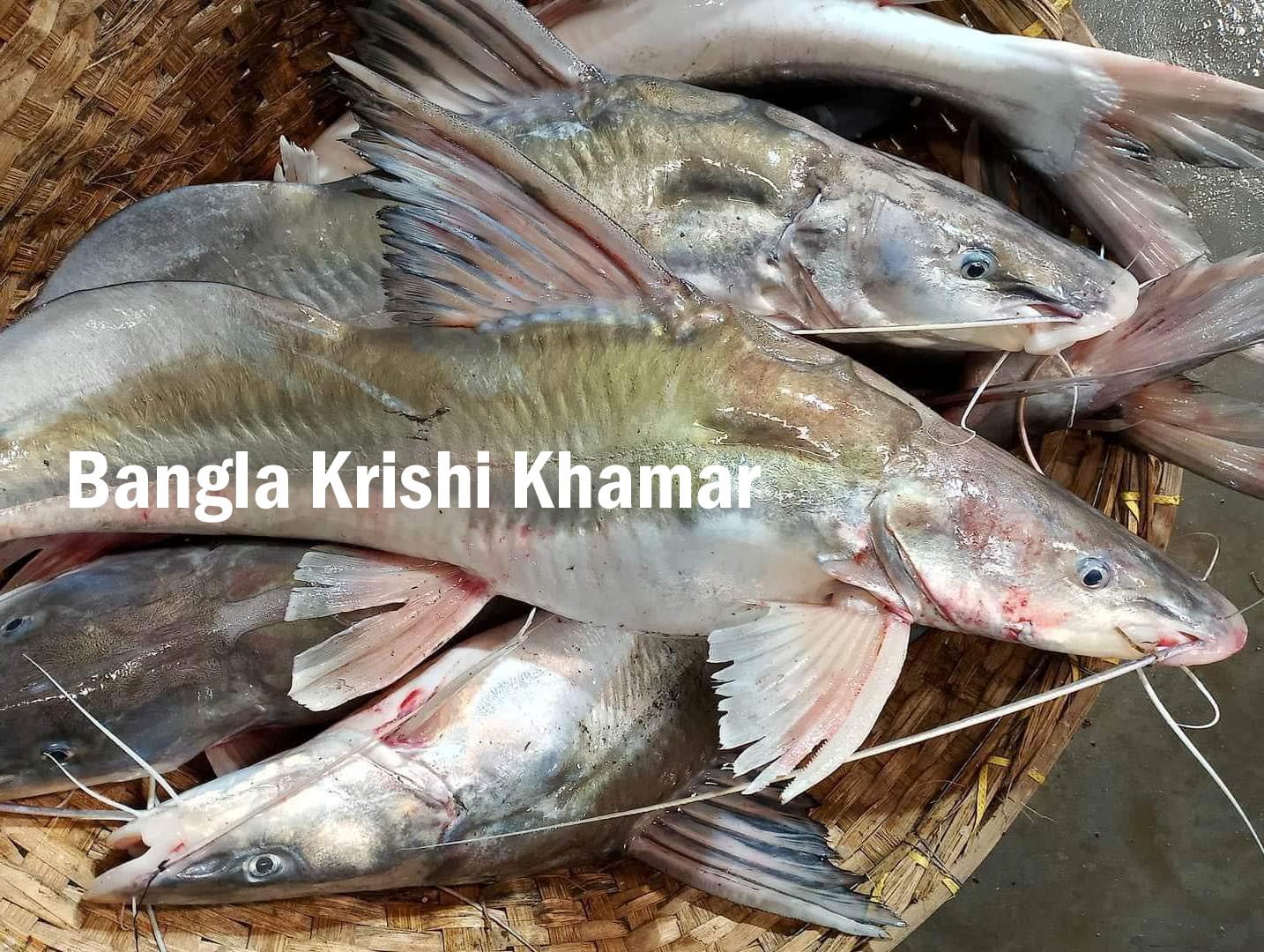 Fresh Singhara Fish