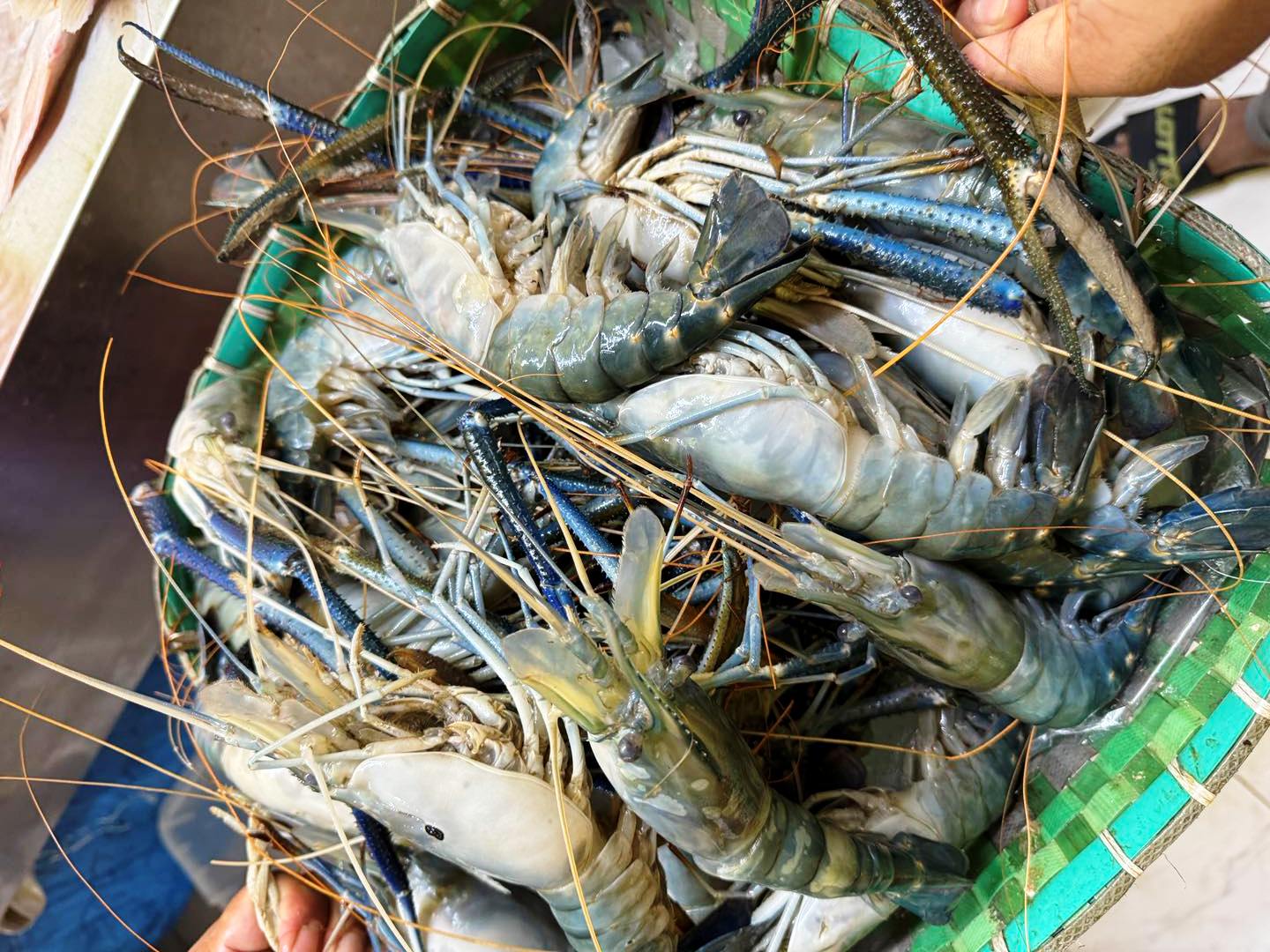 Fresh Scampi Prawns