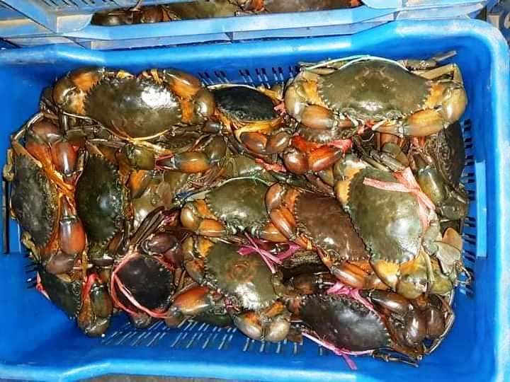 Live Mud Crab