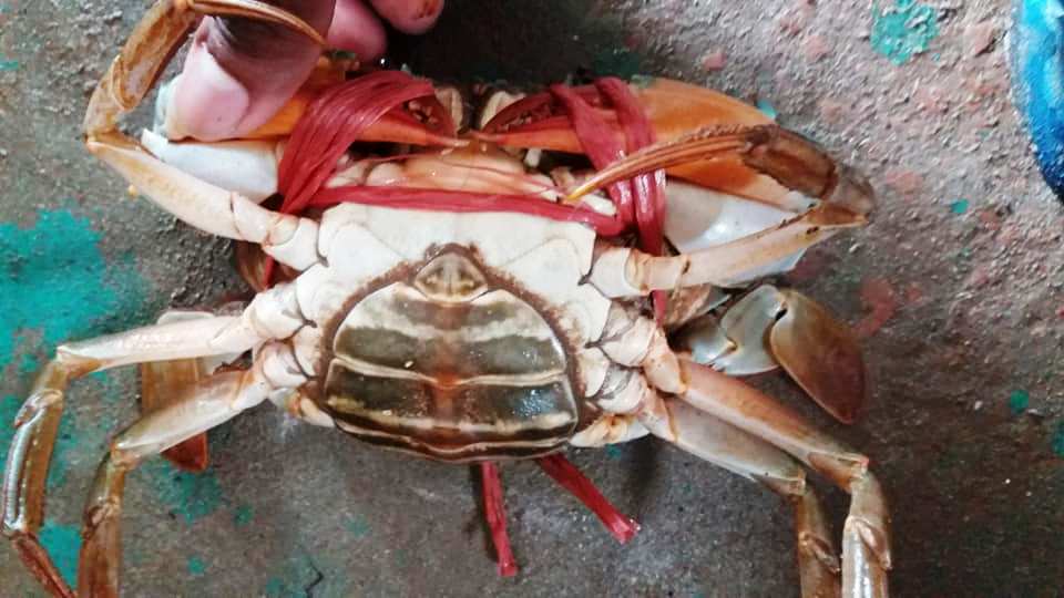 Mud Crab